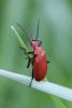 357857 – Photo : Mathurin CARNET – France (58)